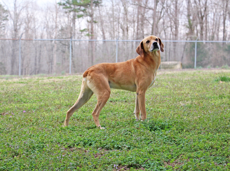 Yates, an adoptable Mountain Dog in Savannah, TN, 38372 | Photo Image 1