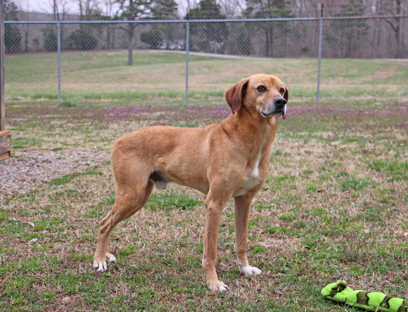Yates, an adoptable Mountain Dog in Savannah, TN, 38372 | Photo Image 2