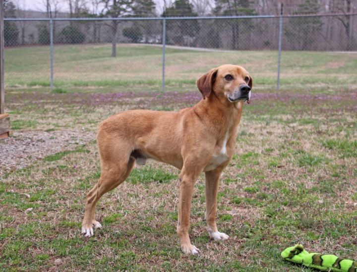 Yates, an adoptable Mountain Dog in Savannah, TN_image-2