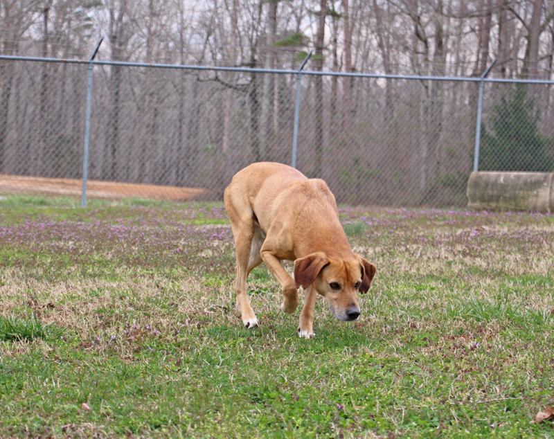 Yates, an adoptable Mountain Dog in Savannah, TN, 38372 | Photo Image 3