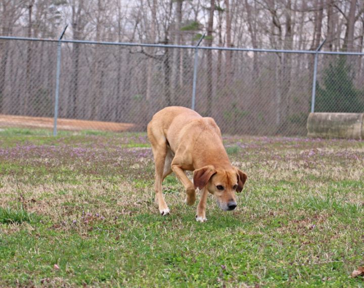 Yates, an adoptable Mountain Dog in Savannah, TN_image-3