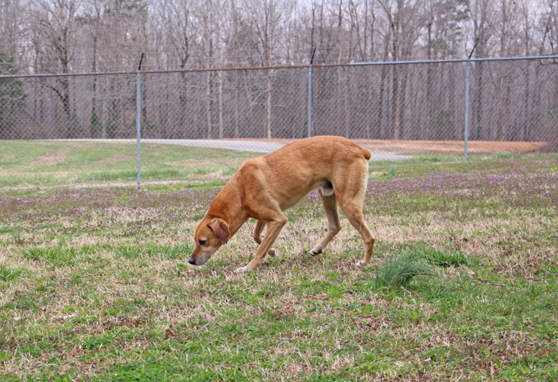 Yates, an adoptable Mountain Dog in Savannah, TN, 38372 | Photo Image 4