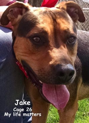 26  Jake/Adopted