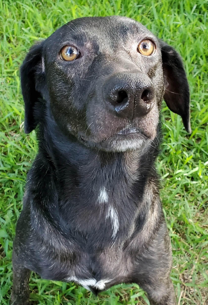 Eve, an adoptable Weimaraner, Mixed Breed in Houston, TX, 77062 | Photo Image 2