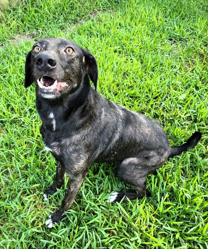 Brindle weimaraner sale