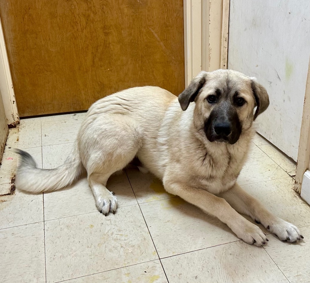 OWNER DEPLOYED, an adoptable Belgian Shepherd / Malinois in Northwood, OH, 43619 | Photo Image 2