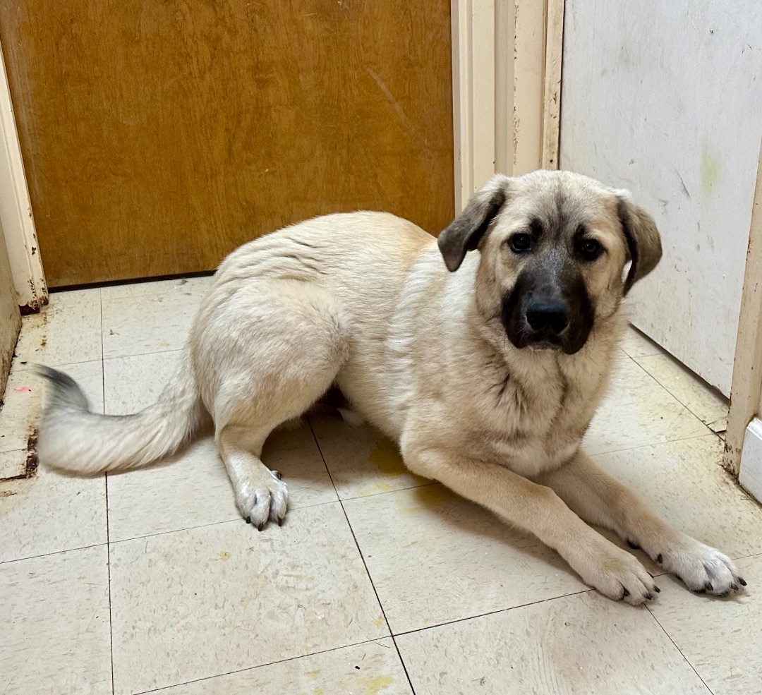 NO ONE SWEETER THAN HIM, an adoptable Anatolian Shepherd, Great Pyrenees in Northwood, OH, 43619 | Photo Image 1