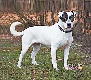Tammy, an adoptable Pit Bull Terrier Mix in Philippi, WV_image-3