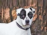 Tammy, an adoptable Pit Bull Terrier Mix in Philippi, WV_image-1