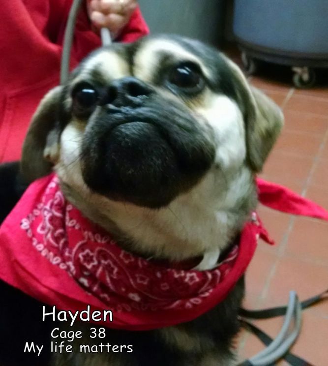 38  Hayden/Adopted