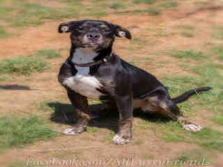 Lonely, an adoptable Pit Bull Terrier in Haw River, NC_image-1