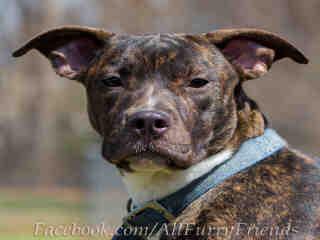 Milly, an adoptable Pit Bull Terrier in Haw River, NC, 27258 | Photo Image 1