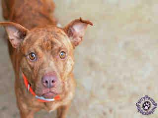 Starla, an adoptable Pit Bull Terrier in Haw River, NC, 27258 | Photo Image 1