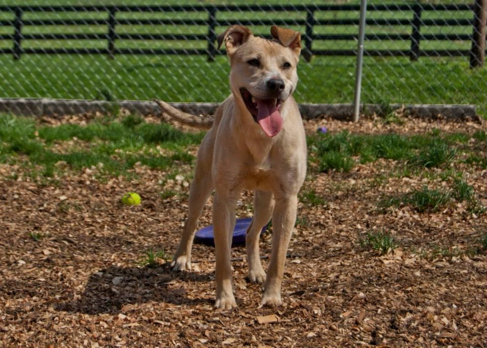 Tilly, an adoptable Yellow Labrador Retriever, Hound in Shelbyville, KY, 40065 | Photo Image 2