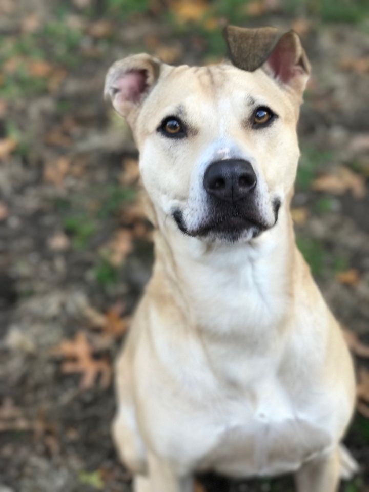Tilly, an adoptable Yellow Labrador Retriever & Hound Mix in Shelbyville, KY_image-6