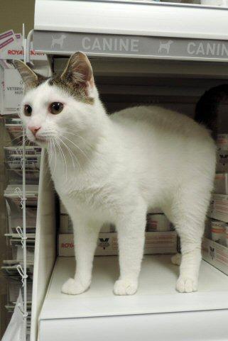 Boone, an adoptable Domestic Short Hair in Florenceville, NB, E7L 1Y8 | Photo Image 2