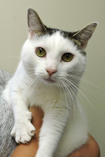 Boone, an adoptable Domestic Short Hair in Florenceville, NB, E7L 1Y8 | Photo Image 1