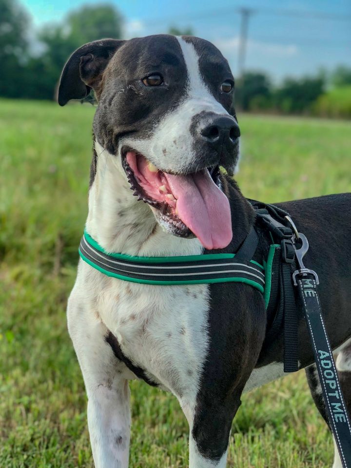 Dom, an adoptable Great Dane & American Staffordshire Terrier Mix in Shelbyville, KY_image-2