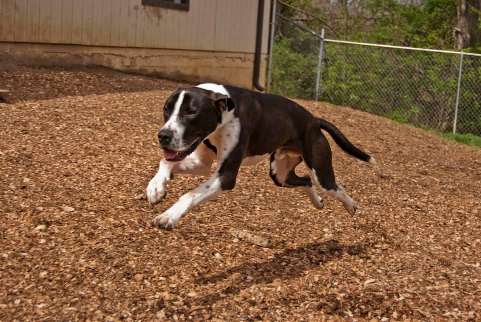 Dom, an adoptable Great Dane, American Staffordshire Terrier in Shelbyville, KY, 40065 | Photo Image 3