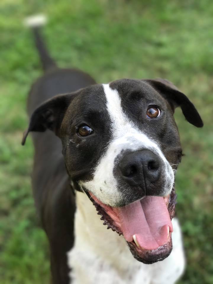 Dom, an adoptable Great Dane & American Staffordshire Terrier Mix in Shelbyville, KY_image-1