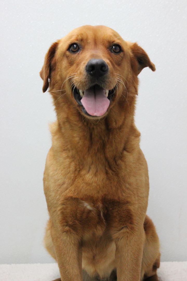 Jodie, an adopted Golden Retriever & Labrador Retriever Mix in New Canaan, CT_image-3