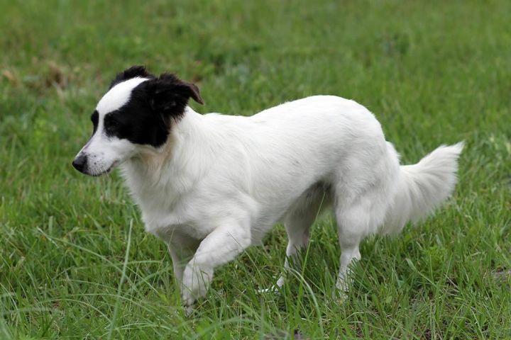 Dog For Adoption Mira A Border Collie Dachshund Mix In