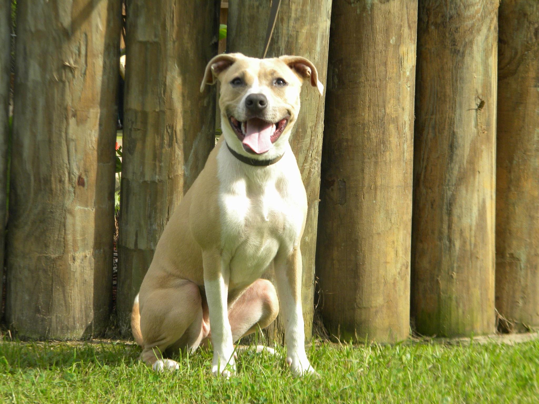 Felicity, an adoptable Hound, Pit Bull Terrier in Southington, CT, 06489 | Photo Image 3