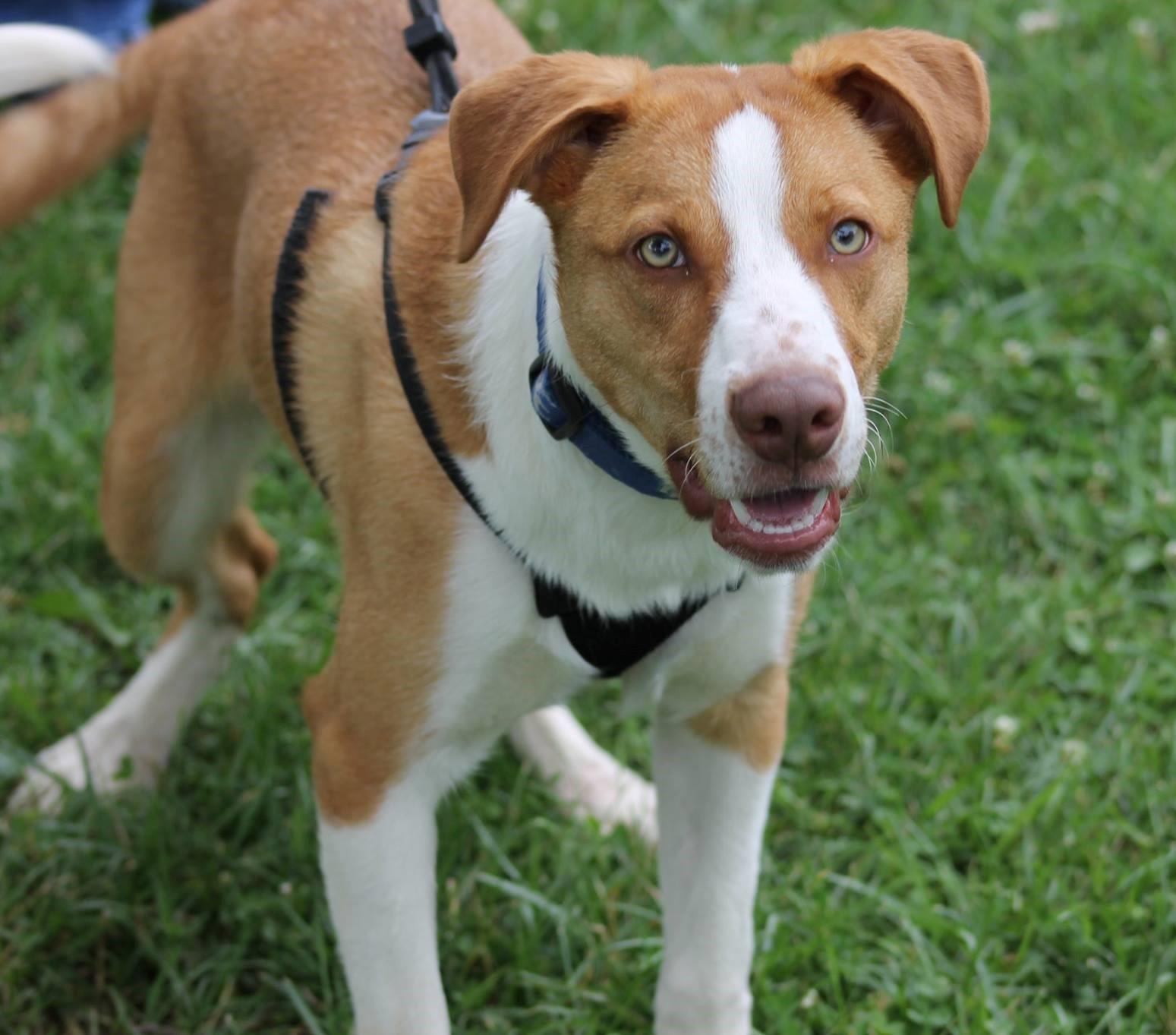 Rusty Reduced Adoption Fee detail page