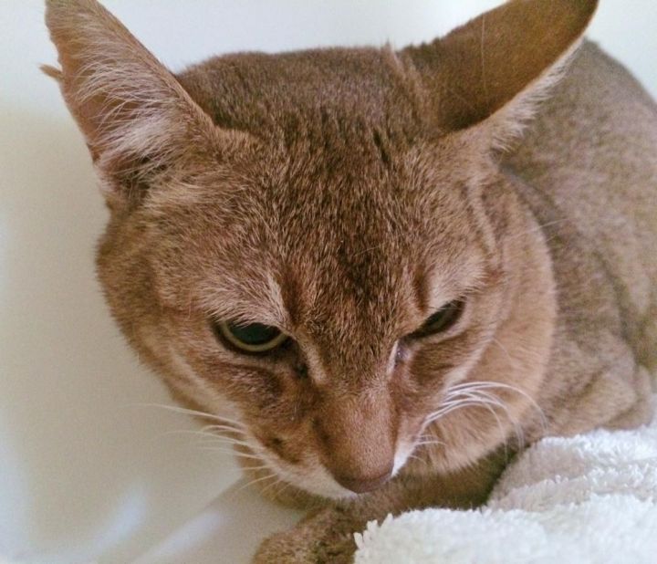 Alexy the Aby, an adopted Abyssinian in Salisbury, MA_image-1