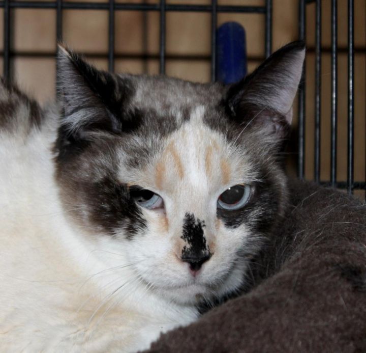 Cat For Adoption Abby A Domestic Short Hair Himalayan Mix In