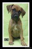 Uno aka  Dane, an adoptable Mastiff Mix in Las Vegas, NV_image-2