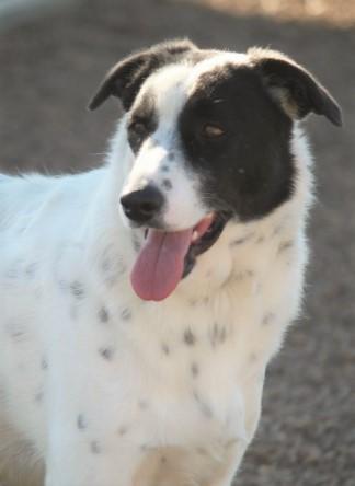 Swiss Eakas, an adoptable Collie & Terrier Mix in Wynne, AR_image-1