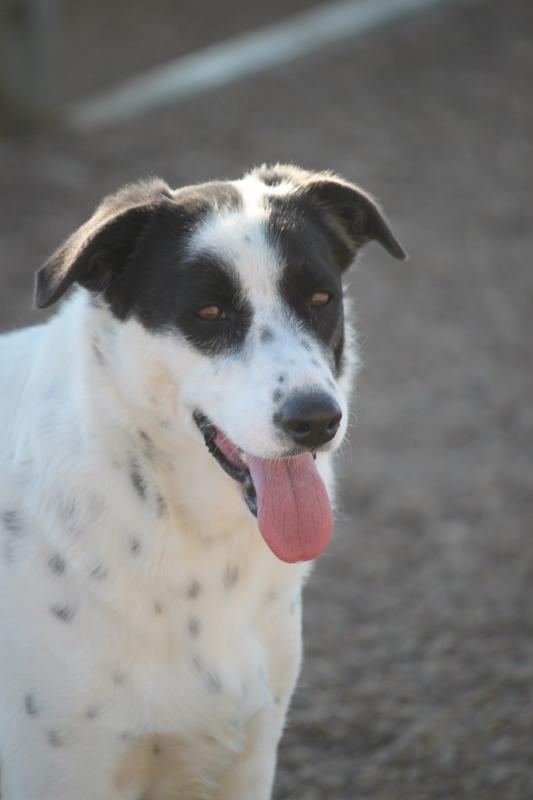 Swiss Eakas, an adoptable Collie, Terrier in Wynne, AR, 72396 | Photo Image 2
