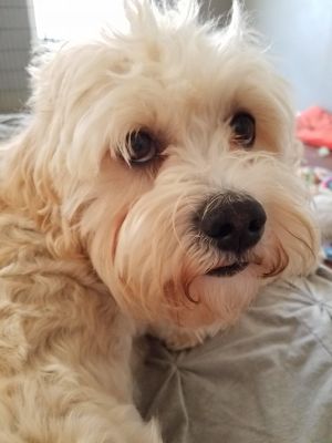 Adopt Quinn a Poodle, Lhasa Apso | Male Lhasa Apso, Poodle Adoption in ...