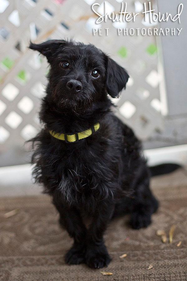 Connelly, an adopted Cairn Terrier Mix in Edwards, IL_image-2