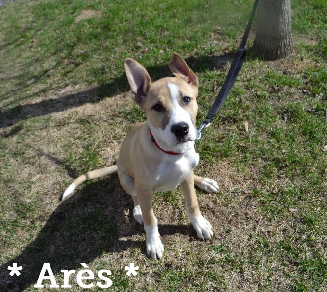 Ares