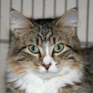 Mittens (bonded with Rockett)