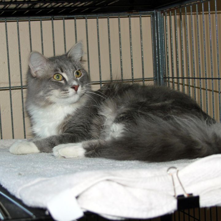 Rockett (Bonded with Mittens) 3