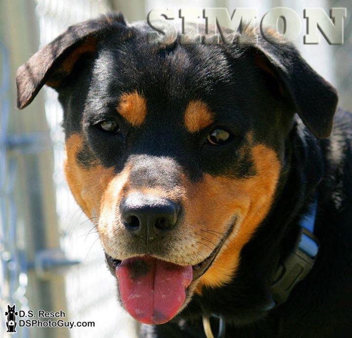 Simon 3
