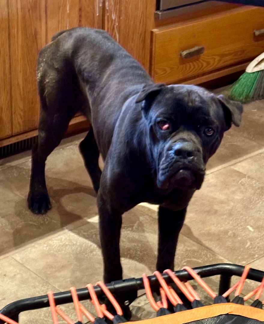 6 MONTH OLD LIL GIRL , an adoptable Cane Corso, Mastiff in Northwood, OH, 43619 | Photo Image 1