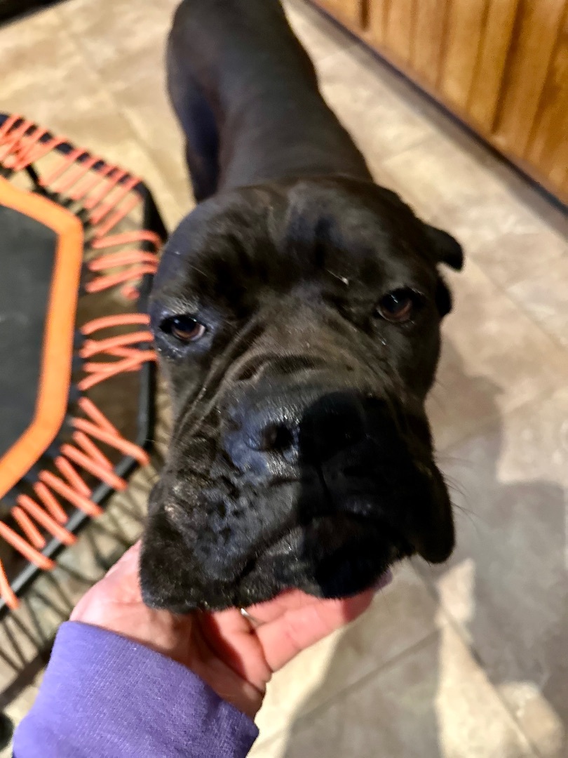 8 MONTH OLD LIL GIRL , an adoptable Cane Corso, Mastiff in Northwood, OH, 43619 | Photo Image 2