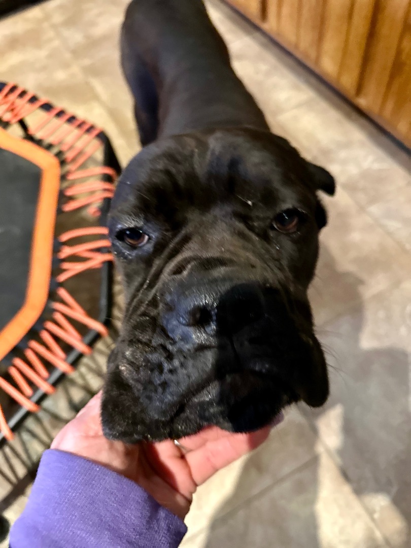 I WAS MISS UNDERSTOOD. 7 MO OLD, an adoptable Cane Corso in Northwood, OH, 43619 | Photo Image 4