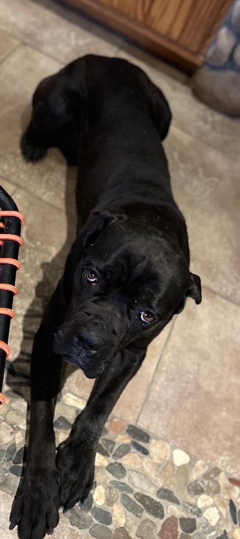 FEMALE BABY UNDER ONE YEAR OLD, an adoptable Cane Corso in Northwood, OH, 43619 | Photo Image 5