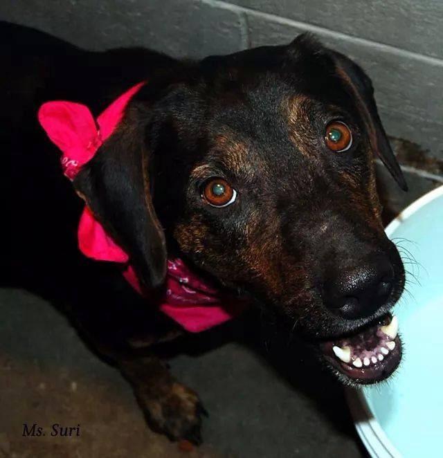 Suri, an adoptable Hound in Grove, OK, 74344 | Photo Image 1