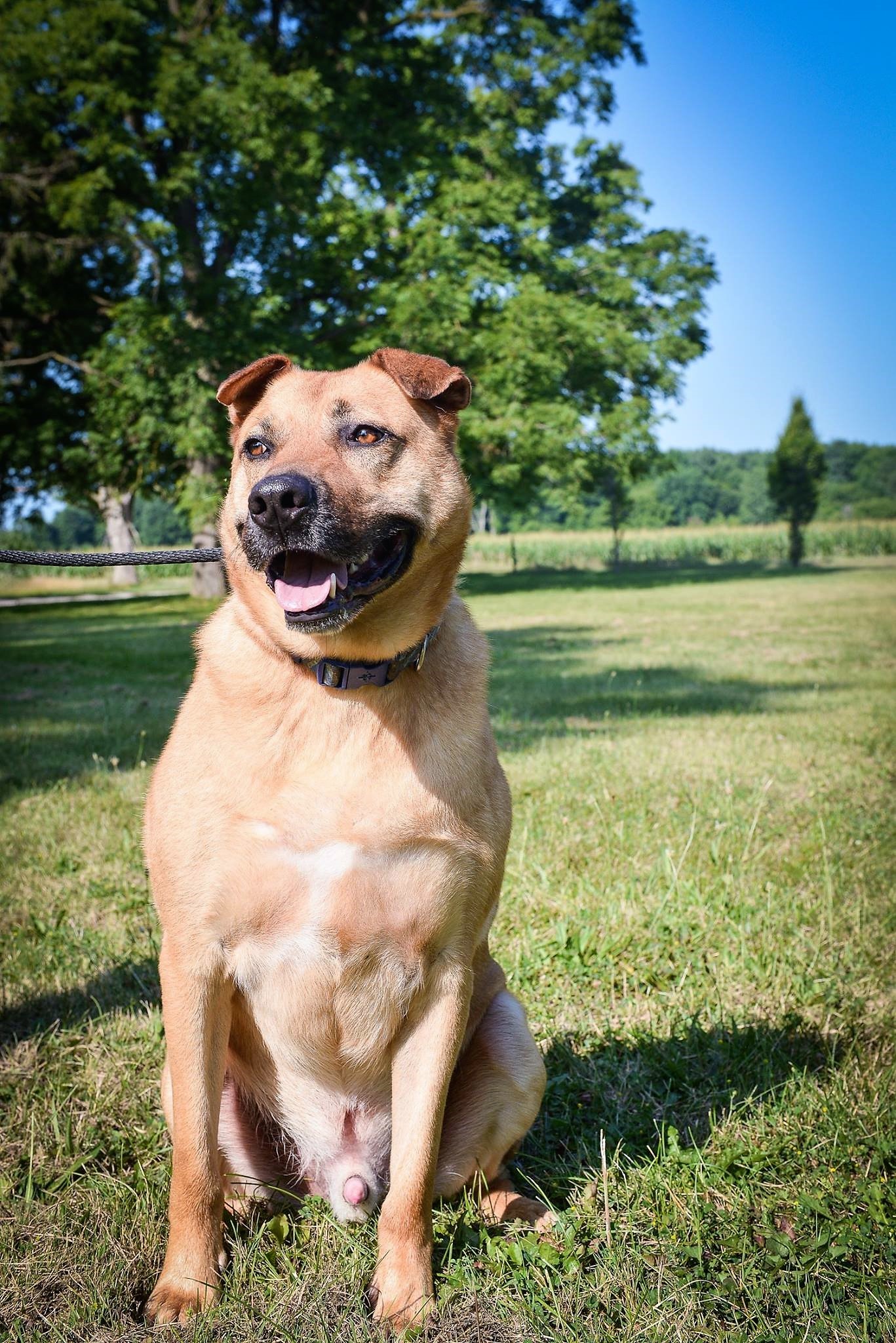 Trumbull, an adoptable Shepherd, Mixed Breed in Macomb, MI, 48042 | Photo Image 2