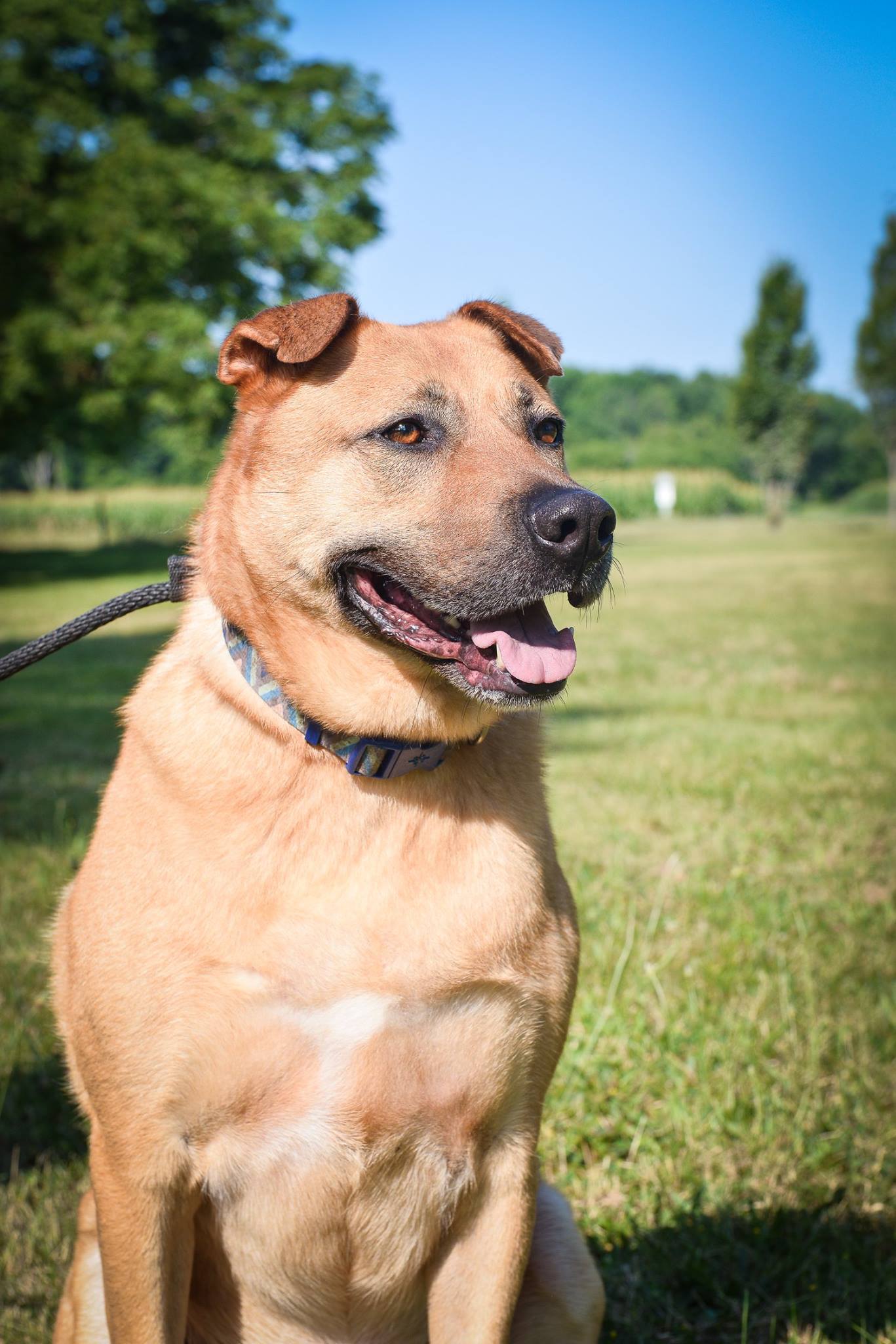 Trumbull, an adoptable Shepherd, Mixed Breed in Macomb, MI, 48042 | Photo Image 6