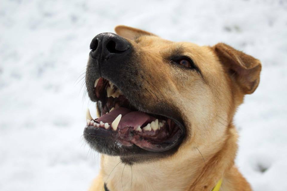 Trumbull, an adoptable Shepherd, Mixed Breed in Macomb, MI, 48042 | Photo Image 1