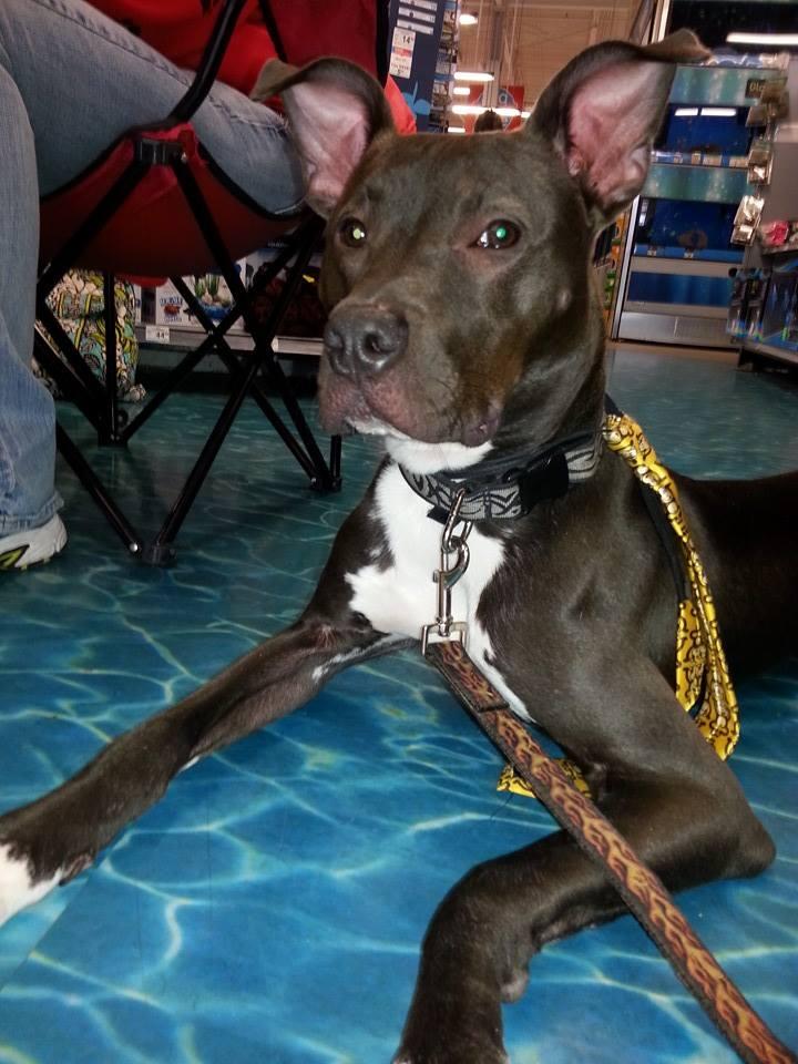 Memphis, an adoptable Doberman Pinscher, Terrier in Coal City, IL, 60416 | Photo Image 2