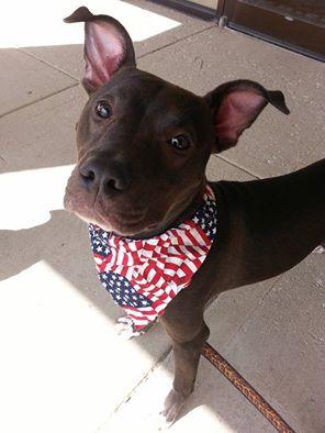 Memphis, an adoptable Doberman Pinscher, Terrier in Coal City, IL, 60416 | Photo Image 1