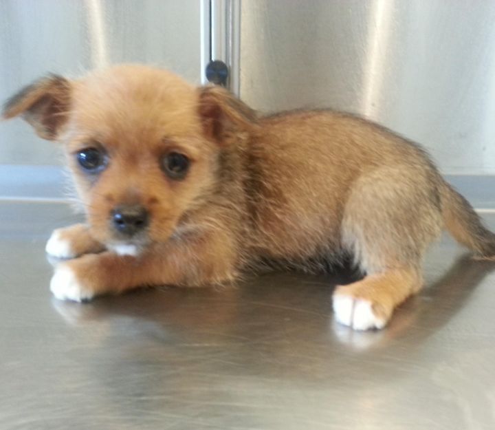 Faith, an adopted Yorkshire Terrier & Chihuahua Mix in Normal, IL_image-1
